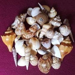 Shells Small Mix Set (SASM-60) | Reliance Fine Art |Resin and Fluid Art